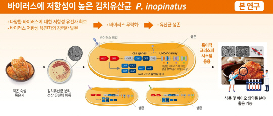 세계김치연구소는 묵은지로부터 바이러스에 저항성이 뛰어난 김치 유산균인 '페디오코커스 이노피나투스'가 지배적 유산균이라는 사실을 발굴했다.  김치연 제공
